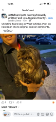 Reunited Male Dog last seen Loch Lomond and Norwalk in Whittier , Whittier, CA 90606
