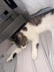 Lost Male Cat last seen Near San Luis rd walnut creek, Walnut Creek, CA 94597