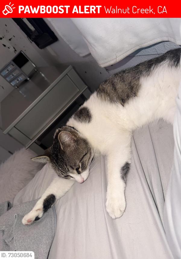 Lost Male Cat last seen Near San Luis rd walnut creek, Walnut Creek, CA 94597