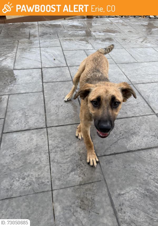 Found/Stray Male Dog last seen Colliers Hill, Erie, CO 80516