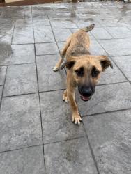 Found/Stray Male Dog last seen Colliers Hill, Erie, CO 80516