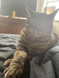 Reunited Male Cat last seen Kerbaugh st , , Philadelphia, PA 19140