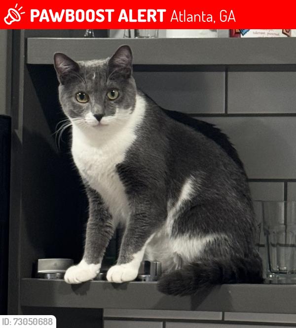 Lost Female Cat last seen Paxon St. SE, and Wyman St. in Kirkwood, Atlanta, Atlanta, GA 30317