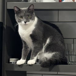Lost Female Cat last seen Paxon St. SE, and Wyman St. in Kirkwood, Atlanta, Atlanta, GA 30317