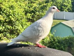 Found/Stray Unknown Bird last seen Sleepy Hollow & Irving, Danbury, CT 06810