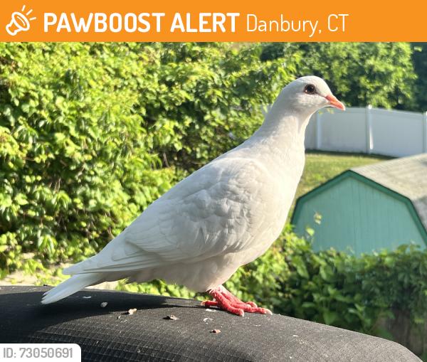 Found/Stray Unknown Bird last seen Sleepy Hollow & Irving, Danbury, CT 06810