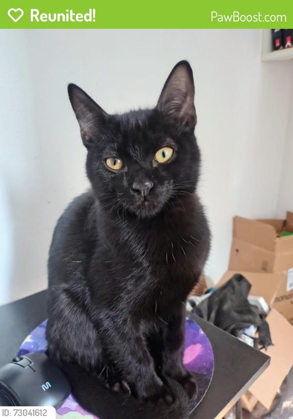 Reunited Male Cat last seen Rua Constantino Sérgio , Jardim Palmares (Zona Sul), SP 04457-140