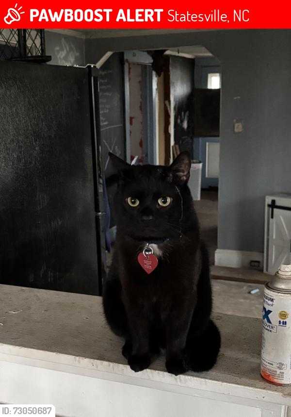 Lost Male Cat last seen Near Delray St Statesville NC, Statesville, NC 28677