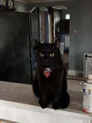 Lost Male Cat last seen Near Delray St Statesville NC, Statesville, NC 28677