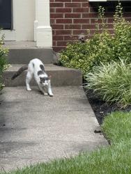 Found/Stray Unknown Cat last seen Palmeadow, Crestview Hills, KY 41017