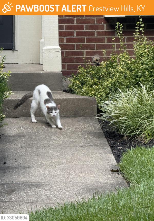 Found/Stray Unknown Cat last seen Palmeadow, Crestview Hills, KY 41017
