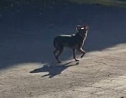 Found/Stray Male Dog last seen Camelot and McGregor, Fort Myers, FL 33919