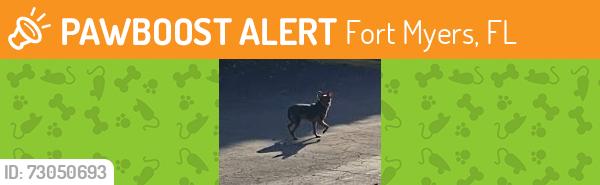 Found/Stray Male Dog last seen Camelot and McGregor, Fort Myers, FL 33919