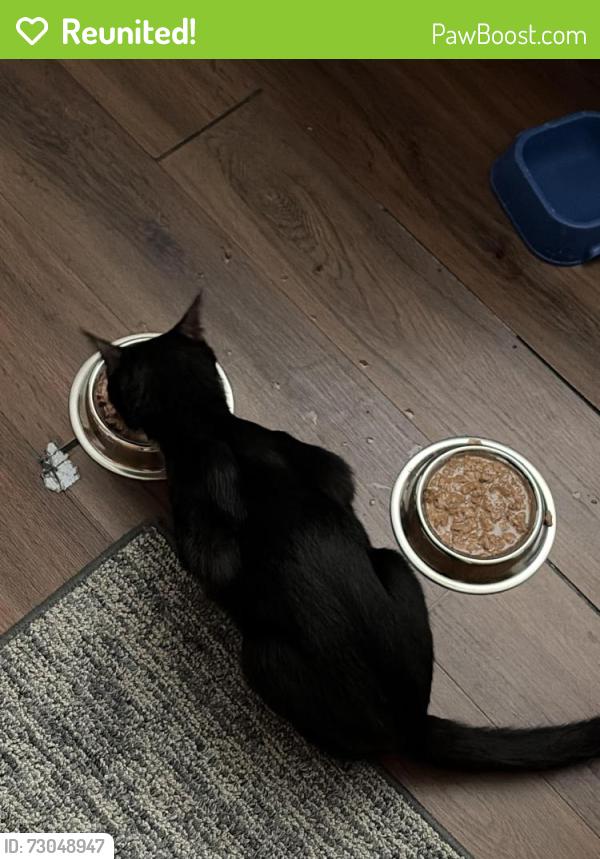 Reunited Male Cat last seen Agate and Somerset , Philadelphia, PA 19134