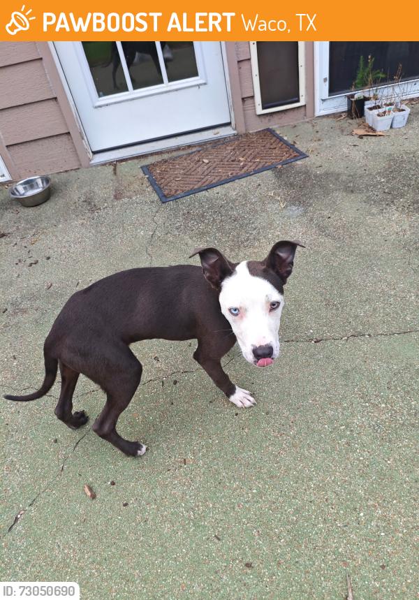 Found/Stray Female Dog last seen Edmund & Rambler, Waco, TX 76710