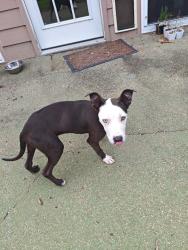 Found/Stray Female Dog last seen Edmund & Rambler, Waco, TX 76710
