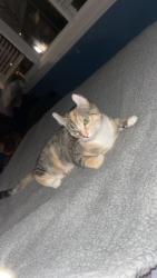 Lost Female Cat last seen Moreland & Foster, Norridge, IL 60706