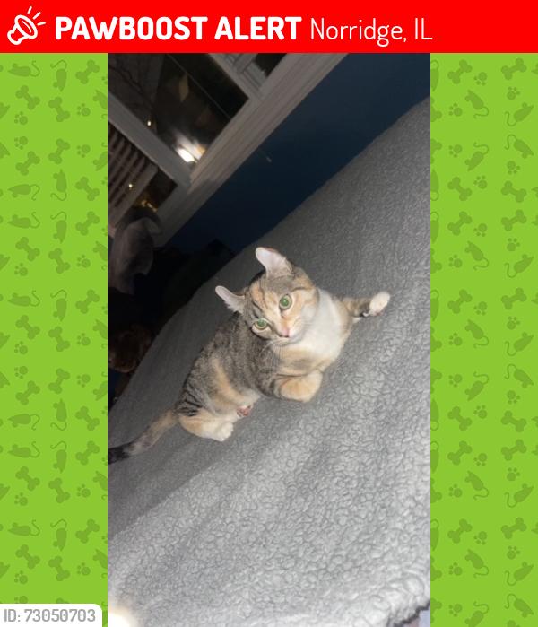 Lost Female Cat last seen Moreland & Foster, Norridge, IL 60706