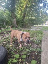 Found/Stray Male Dog last seen Prospect and paseo, Kansas City, MO 64114