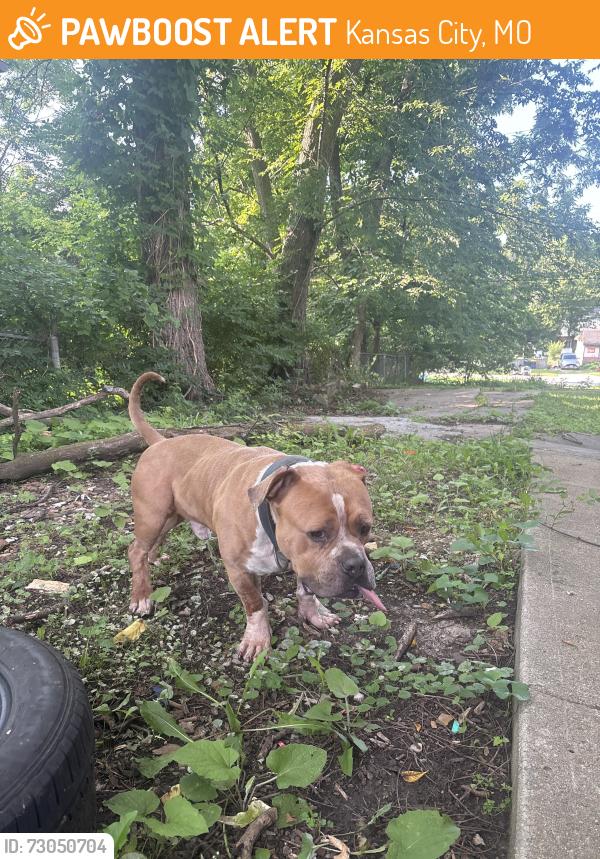 Found/Stray Male Dog last seen Prospect and paseo, Kansas City, MO 64114