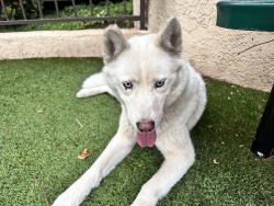 Reunited Female Dog last seen Woods ave and firestone blvd, Norwalk, CA 90650