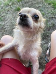 Lost Female Dog last seen Royal mile ln 77084, Houston, TX 77084