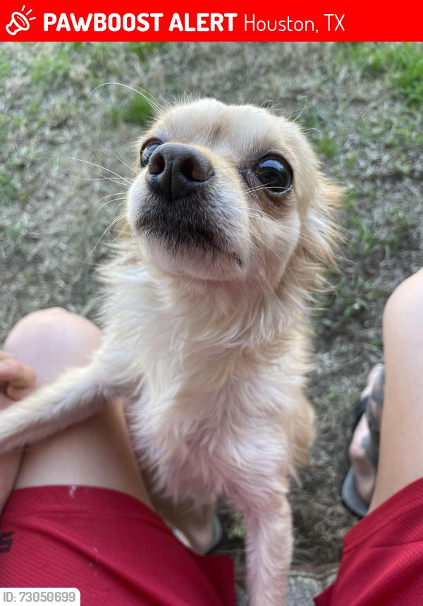 Lost Female Dog last seen Royal mile ln 77084, Houston, TX 77084