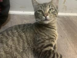 Found/Stray Male Cat last seen Market street, York, PA 17401