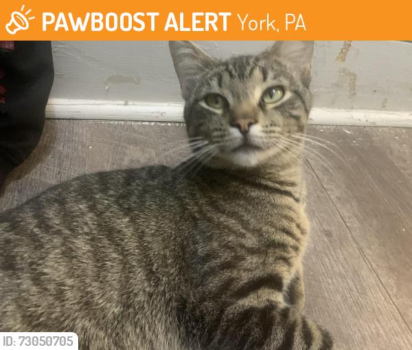 Found/Stray Male Cat last seen Market street, York, PA 17401
