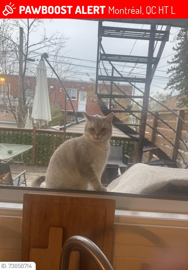 Lost Male Cat last seen Bélanger et Saint Zotique , Montréal, QC H1T 2L9