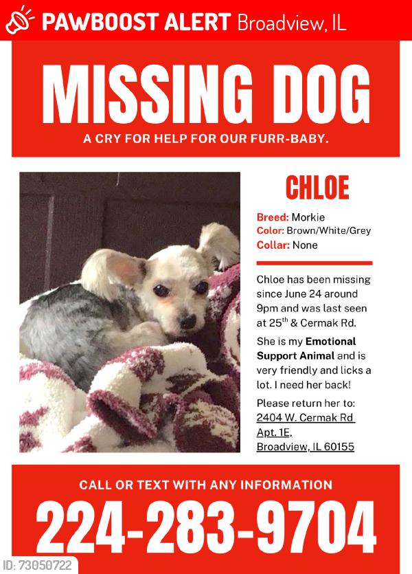 Lost Female Dog last seen 24th ave and cermak road, Broadview, IL 60155