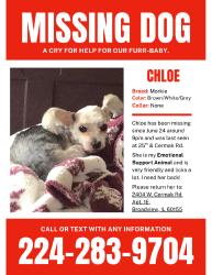 Lost Female Dog last seen 24th ave and cermak road, Broadview, IL 60155