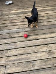 Reunited Male Dog last seen Near crossville rd , Roswell, GA 30075