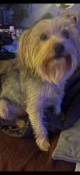 Lost Female Dog last seen Woodward and Brush Street, Highland Park, MI 48203