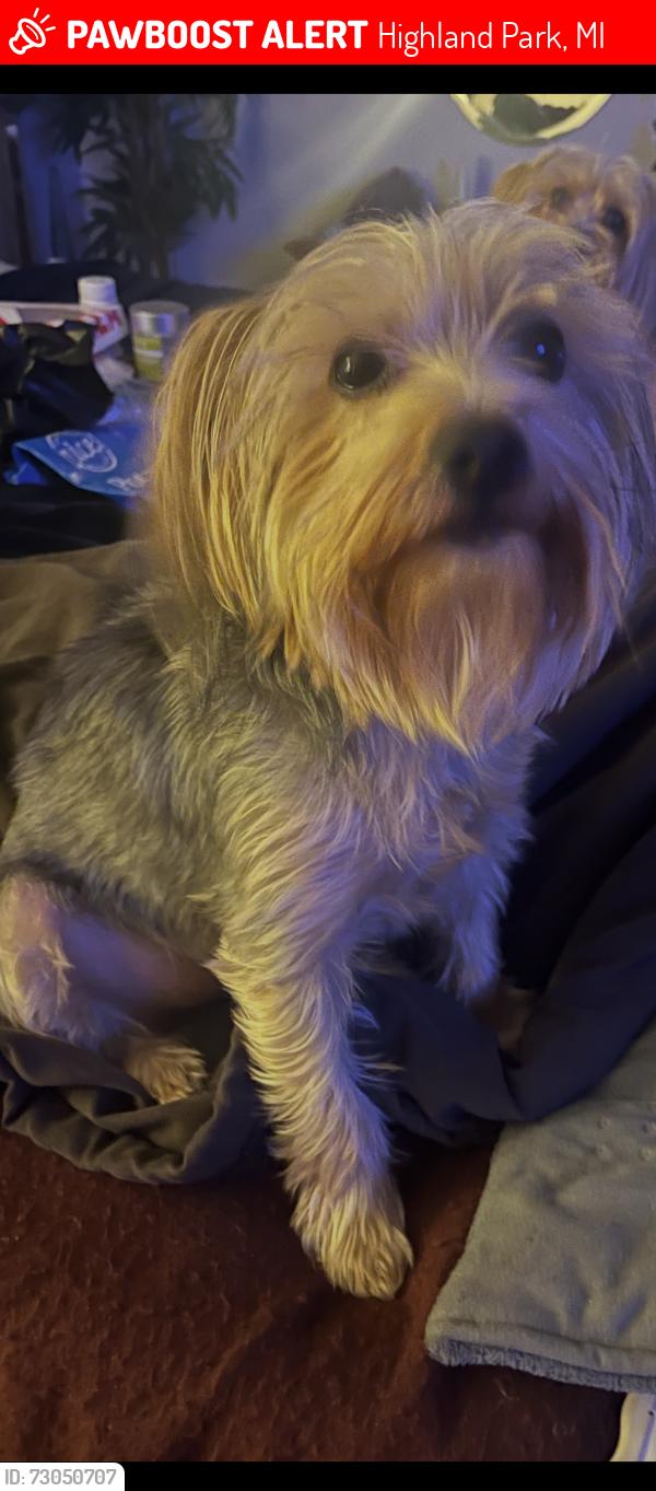 Lost Female Dog last seen Woodward and Brush Street, Highland Park, MI 48203