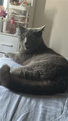 Reunited Male Cat last seen Romford, Greater London, England RM1 4SD