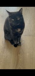 Lost Female Cat last seen E4 9dh 15 to 30 frances road, Greater London, England E4 9DH