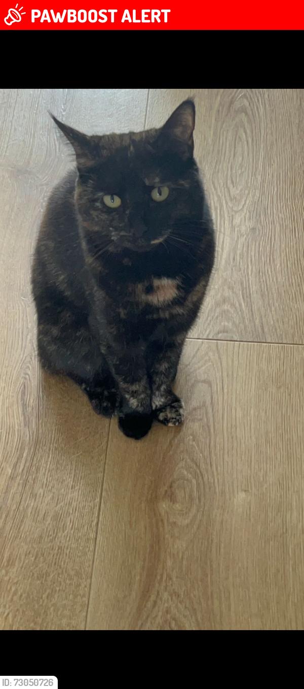 Lost Female Cat last seen E4 9dh 15 to 30 frances road, Greater London, England E4 9DH