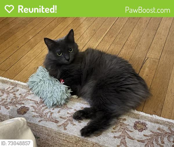 Reunited Female Cat last seen Near Major St, Toronto, ON, Toronto, ON M5S 2L4