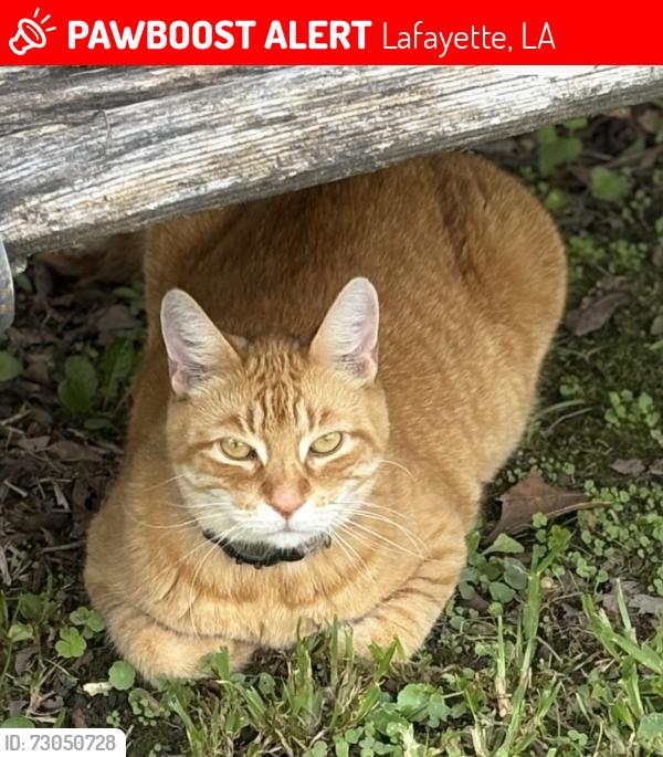 Lost Male Cat last seen Arabella Blvd., Lafayette, LA 70508
