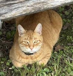 Lost Male Cat last seen Arabella Blvd., Lafayette, LA 70508
