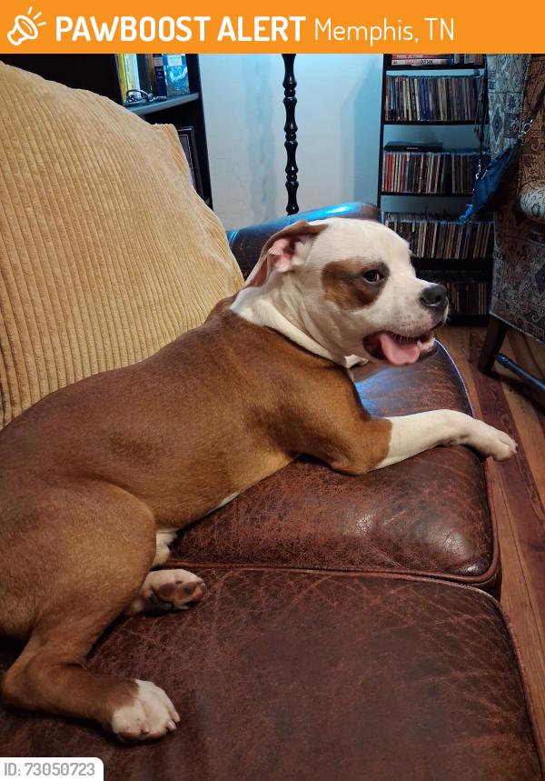 Found/Stray Male Dog last seen Found at Oliver & Cox St, Memphis, TN 38104