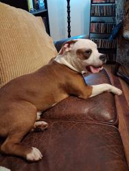 Found/Stray Male Dog last seen Found at Oliver & Cox St, Memphis, TN 38104
