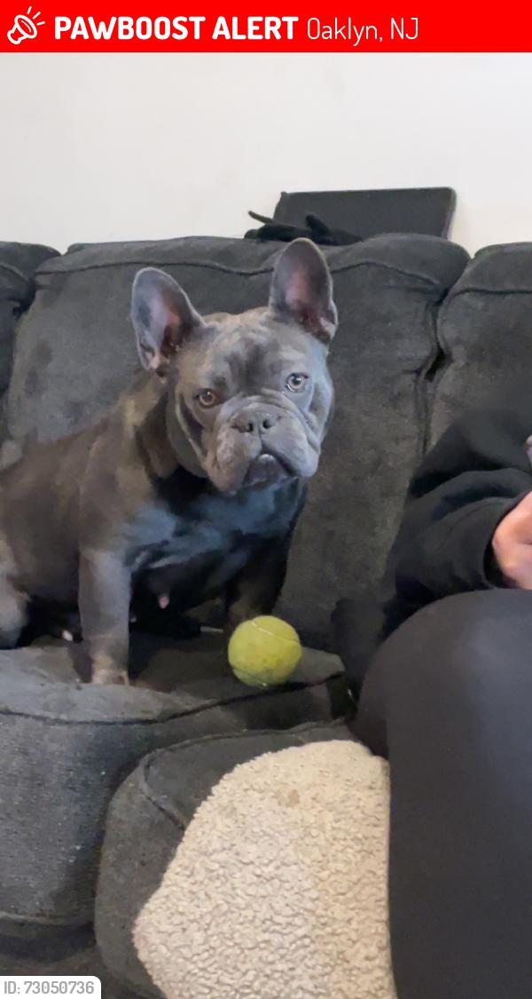 Lost Female Dog last seen white horse pike , Oaklyn, NJ 08107