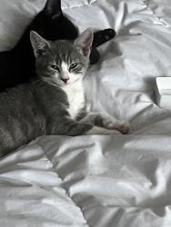 Lost Female Cat last seen North road , Powys, Wales LD3 9DT