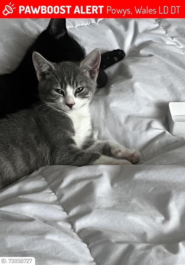 Lost Female Cat last seen North road , Powys, Wales LD3 9DT