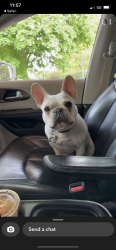 Lost Male Dog last seen Brown Ave by the emergency vet clinic, Manchester, NH 03103