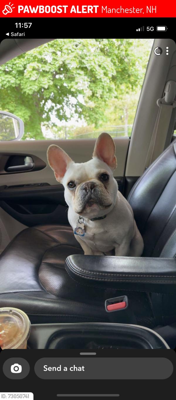 Lost Male Dog last seen Brown Ave by the emergency vet clinic, Manchester, NH 03103