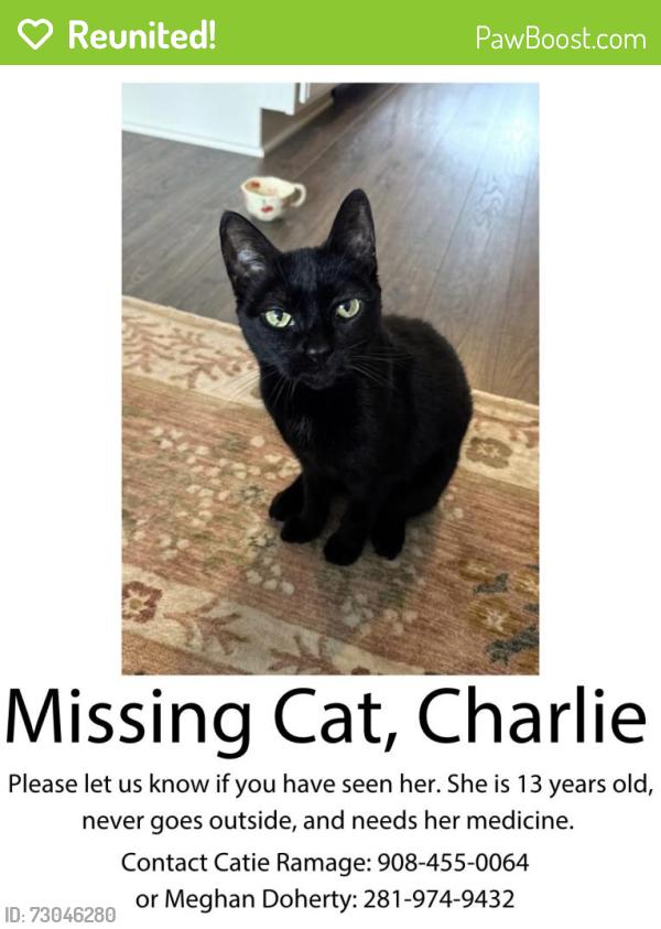 Reunited Female Cat last seen E. Church Street, Frederick, MD 21701