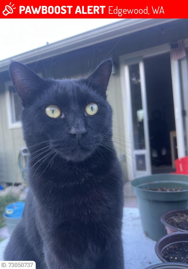 Lost Male Cat last seen 8th St. E Edgewood,wa, Edgewood, WA 98372